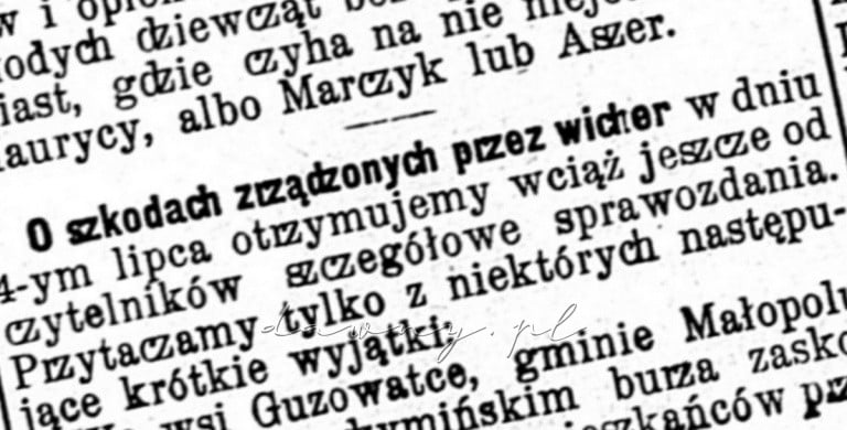 wicher guzowatka