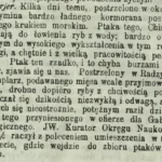 Kruk morski