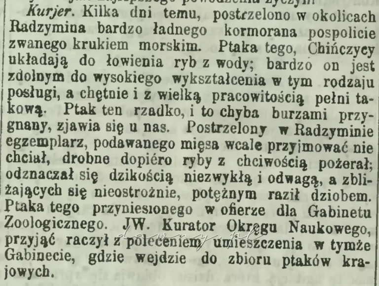 Kruk morski
