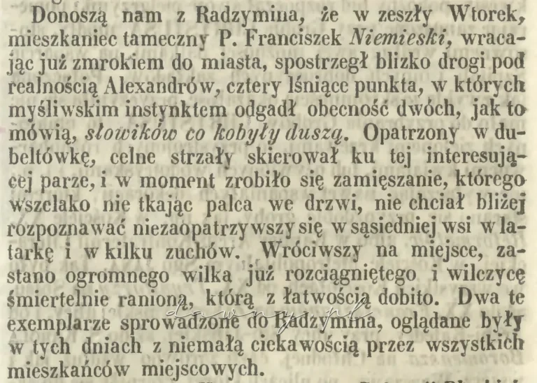 Wilki radzymin