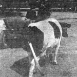 1-tłuszcz 1984