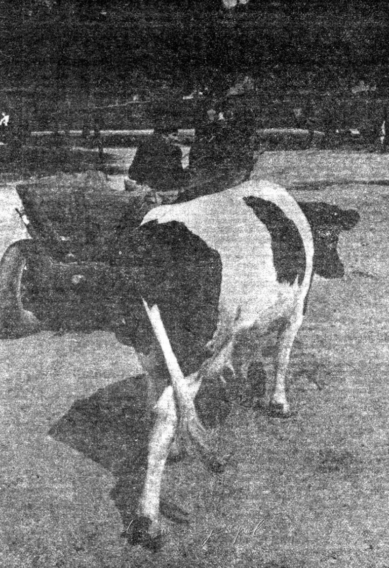 1-tłuszcz 1984